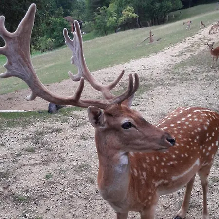 Pajek & Pajcevina On The Hayrack * Dobje pri Lesicnem