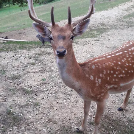 Pajek & Pajcevina On The Hayrack * Dobje pri Lesicnem