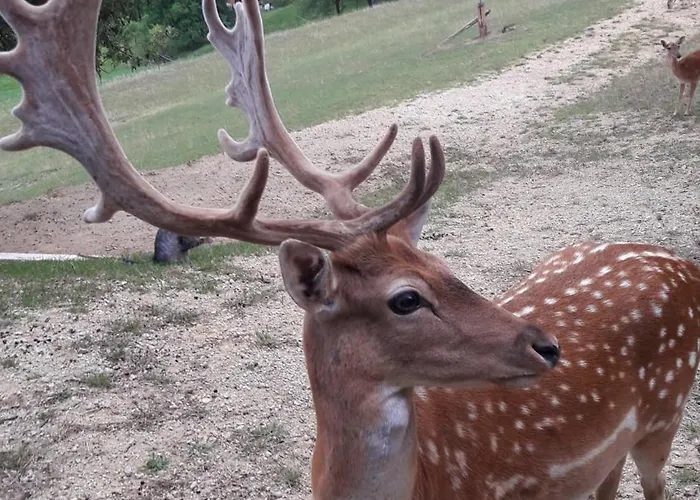 Pajek & Pajcevina On The Hayrack * Dobje pri Lesicnem