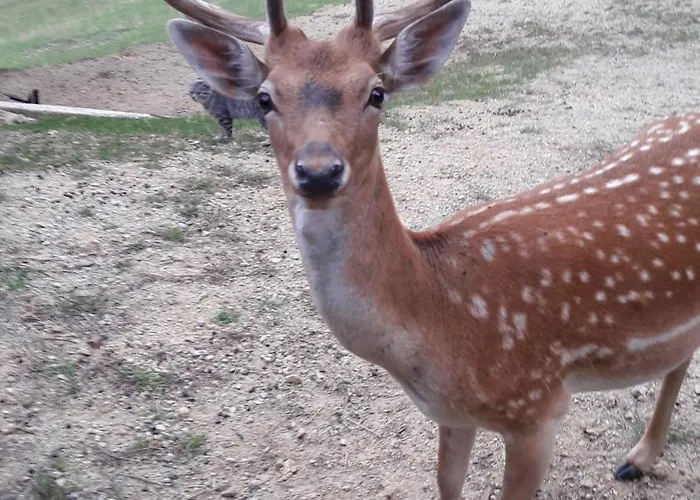 Pajek & Pajcevina On The Hayrack * Dobje pri Lesicnem